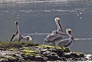 Picture/image of Brown Pelican