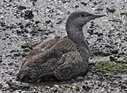 Picture/image of Red-throated Loon