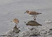 Picture/image of Least Sandpiper
