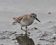 Picture/image of Least Sandpiper