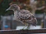 Picture/image of Black-crowned Night-Heron