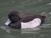 Picture/image of Tufted Duck