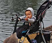 Picture/image of Canada Goose