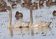 Picture/image of Tundra Swan