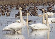 Picture/image of Tundra Swan