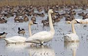 Picture/image of Tundra Swan
