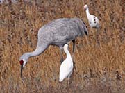 Picture/image of Sandhill Crane