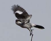 Picture/image of Northern Shrike