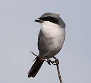 Picture/image of Northern Shrike