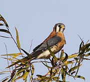 Picture/image of American Kestrel