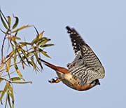Picture/image of American Kestrel