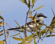 Picture/image of Northern Shrike