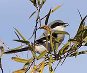 Picture/image of Northern Shrike