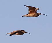 Picture/image of Whimbrel