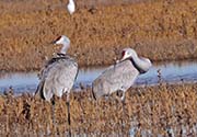 Picture/image of Sandhill Crane