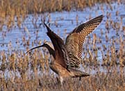 Picture/image of Long-billed Curlew