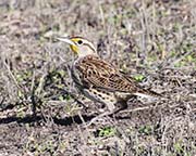 Picture/image of Western Meadowlark