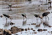 Picture/image of White-faced Ibis