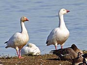 Picture/image of Snow Goose
