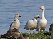 Picture/image of Snow Goose