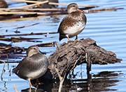 Picture/image of Gadwall
