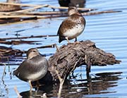 Picture/image of Northern Pintail