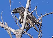 Picture/image of Peregrine Falcon