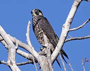 Picture/image of Peregrine Falcon