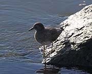 Picture/image of Surfbird