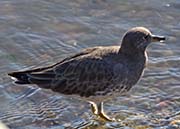Picture/image of Surfbird