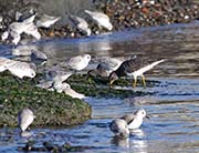 Picture/image of Sanderling