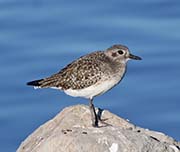 Picture/image of Black-bellied Plover