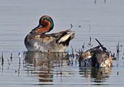 Picture/image of Green-winged Teal