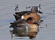 Picture/image of Green-winged Teal