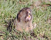 Picture/image of Just for Fun