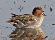 Picture/image of Green-winged Teal