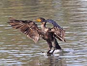 Picture/image of Double-crested Cormorant