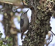 Picture/image of White-breasted Nuthatch