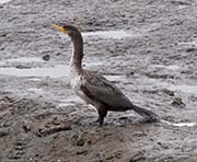 Picture/image of Double-crested Cormorant