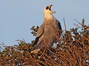 Picture/image of White-tailed Kite