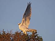 Picture/image of White-tailed Kite