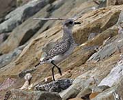 Picture/image of Black-bellied Plover