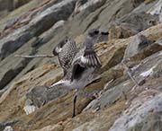 Picture/image of Black-bellied Plover