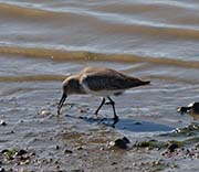 Picture/image of Dunlin
