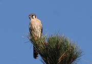 Picture/image of American Kestrel