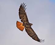 Picture/image of Red-tailed Hawk