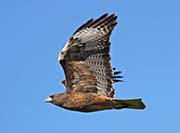 Picture/image of Red-tailed Hawk