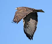 Picture/image of Red-tailed Hawk