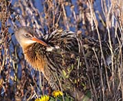 Picture/image of Ridgway's Rail