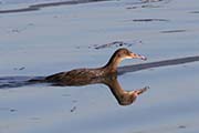 Picture/image of Ridgway's Rail
